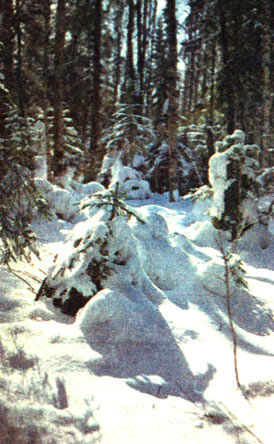 Ил. 40. Зимний пейзаж (фото И. Гневыилева)